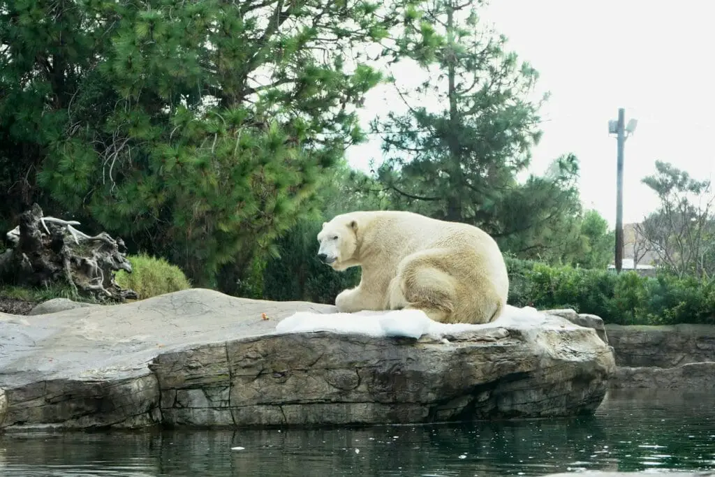 Místa, která můžete navštívit v USA: Zoo v San Diegu