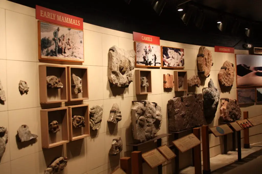 Places to visit in Pomona - Alf Museum of Paleontology