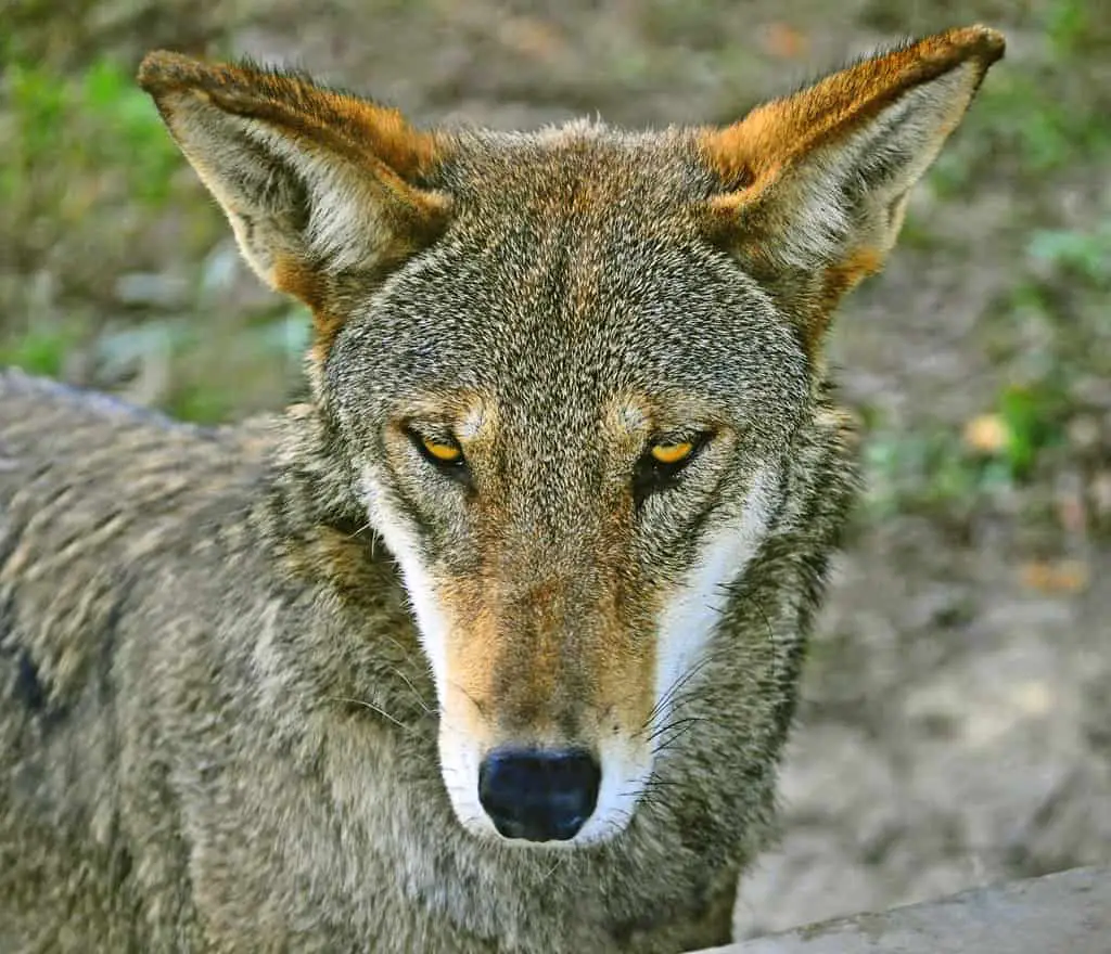 Red Wolf (Canis rufus) - Miller Park Zoo - Best places to visit in Bloomington