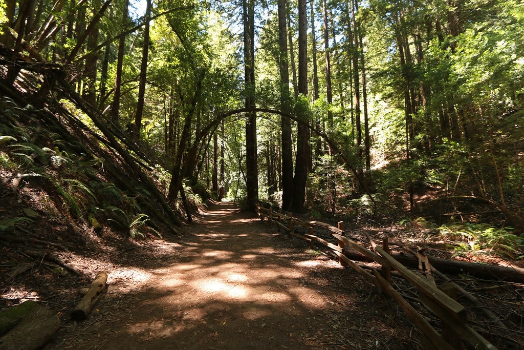 Redwood Regional Park Oakland