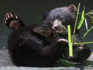 From Birth to Rebirth: Salisbury Zoo’s 70-Year Journey in Salisbury, MD