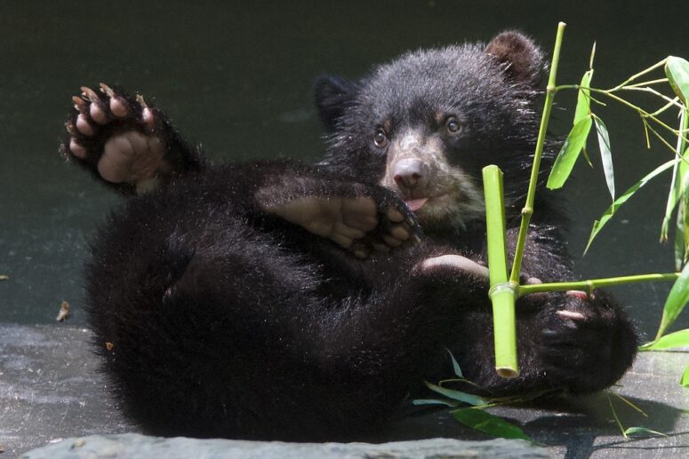 From Birth to Rebirth: Salisbury Zoo's 70-Year Journey in Salisbury, MD