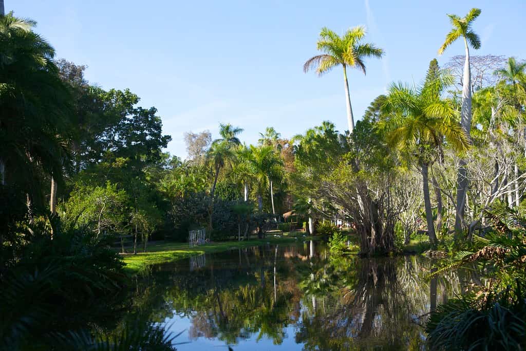 Sarasota Jungle Gardens - Best tourist attractions in Sarasota