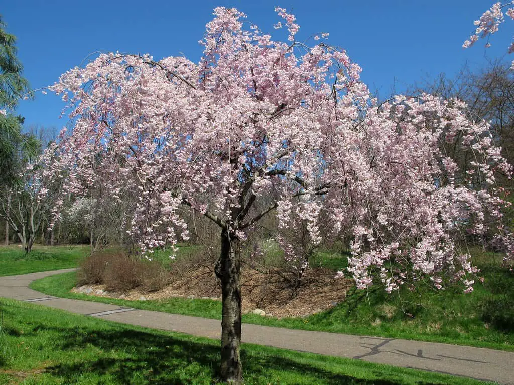 Seiberling Nature Realm Cherry Tree