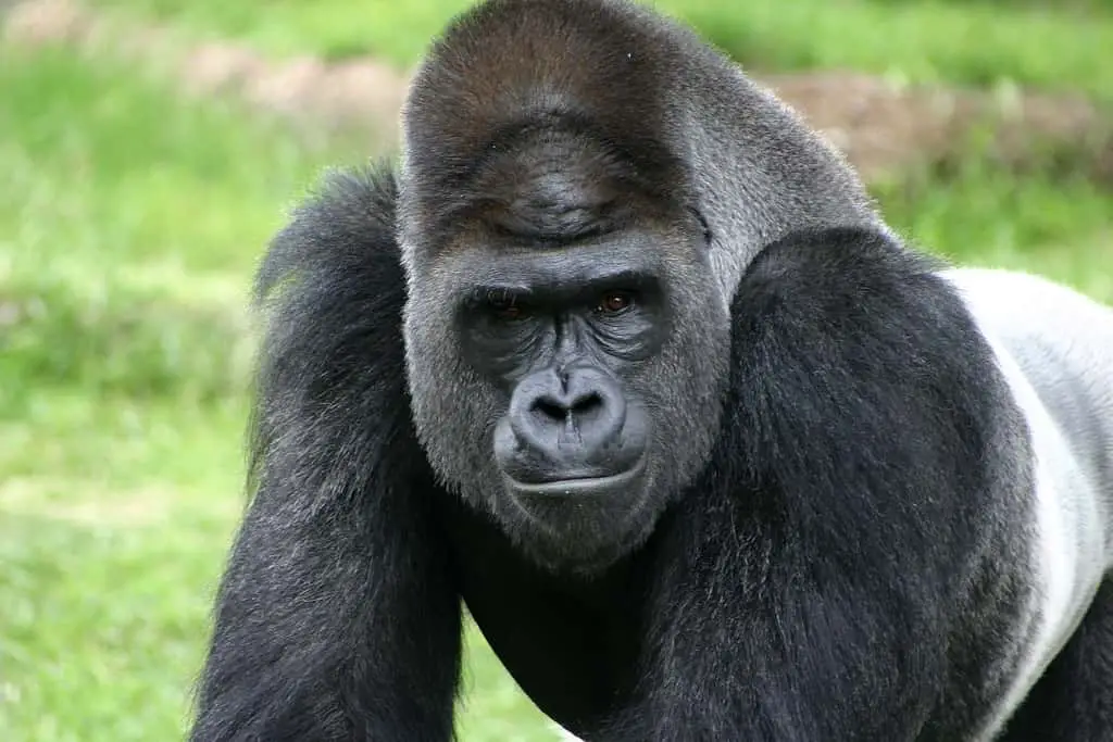Silverback Gorilla closeup at Fort Worth Zoo