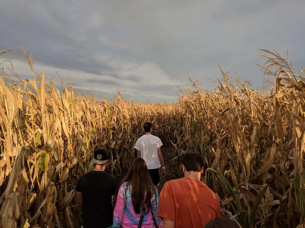 Skelly's Farm Market corn maze