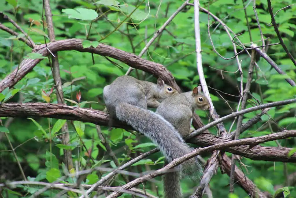 Squirrel at Blacklick Woods Metro Park