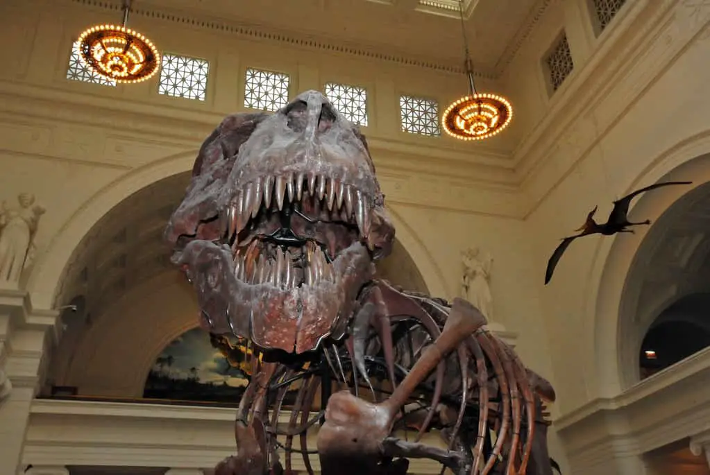 Sue the Tyrannosaurus rex at the Field Museum of Natural History in Chicago