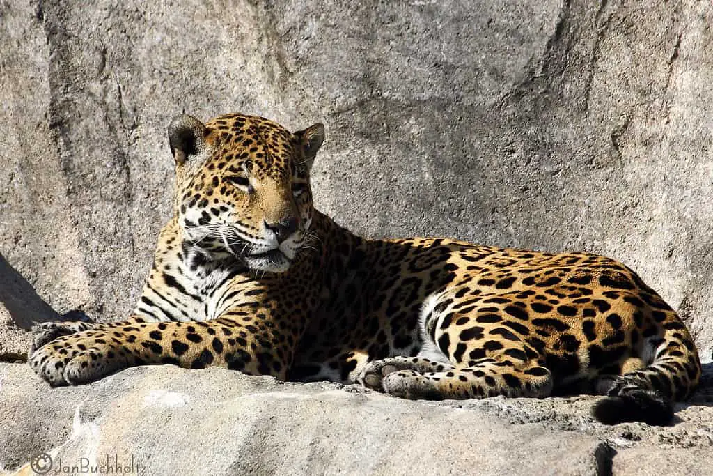 Sun Napping Jaguar - Houston Zoo