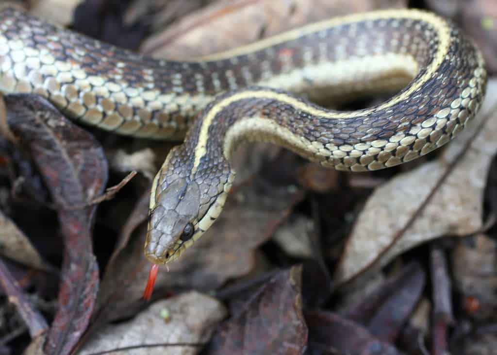 Thamnophis elegans terrestris Western Terrestrial Garter Snake