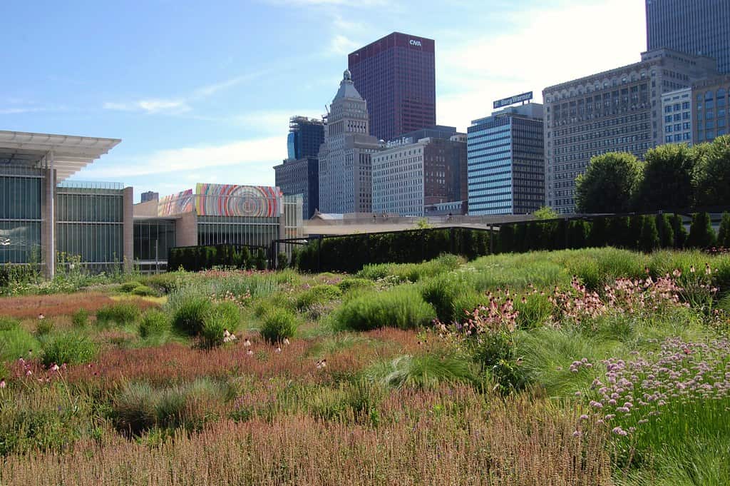 The Lurie Garden in Chicago's Millennium Park