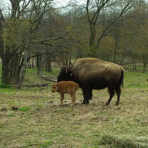 There is a new baby bison at Trexler Game Preserve. He was born just last week. 