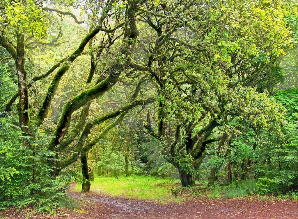 trees green from california rains