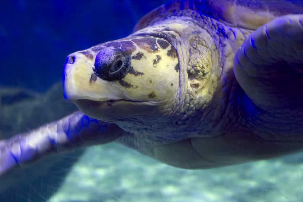 Virginia Aquarium & Marine Science Center sea turtle