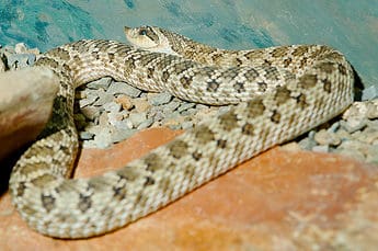 Western Hog Nosed Snake (Heterodon nasicus)