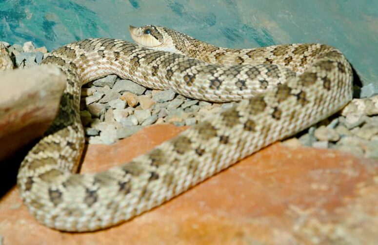 Guide To Washington State Snakes