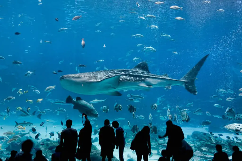 Whale shark at Georgia Aquarium