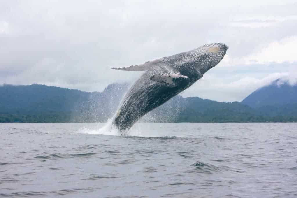 مشاهدة الحيتان ساحل كوهالا