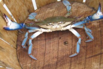 What food is Maryland known for Blue Crab