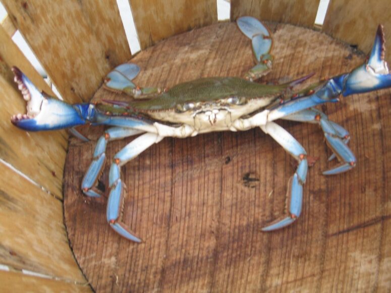 If You Haven't Tried These Maryland Dishes, You're Missing Out