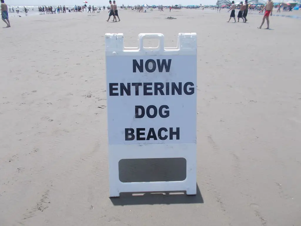 Places to visit in Wildwood Dog Beach