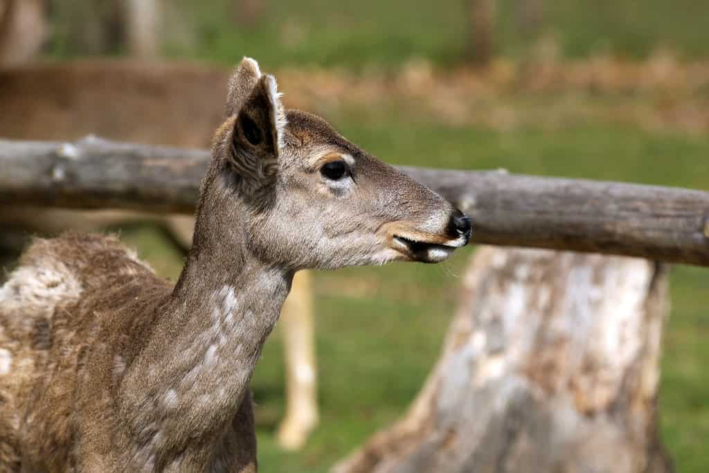 Best tourist attractions in Wisconsin Dells Wisconsin Deer Park