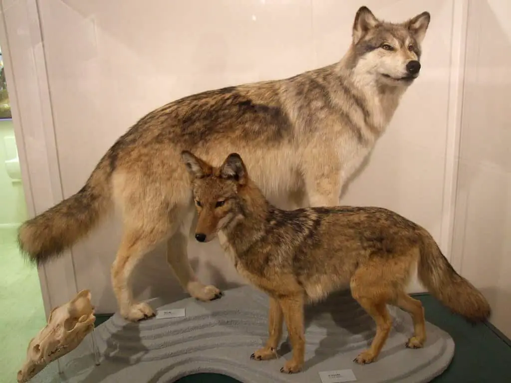 Wolf vs. Coyote - Pratt Museum